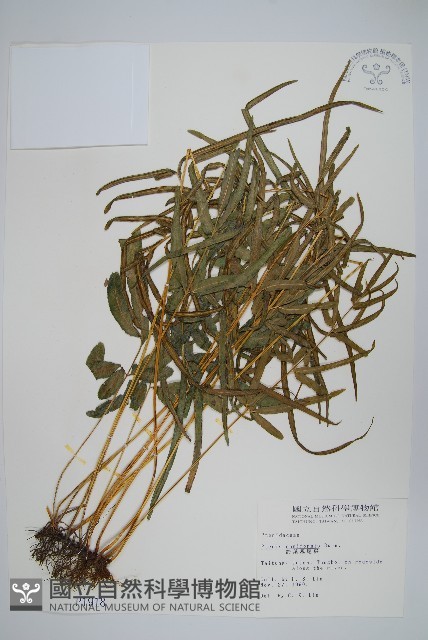 箭葉鳳尾蕨藏品圖，第1張