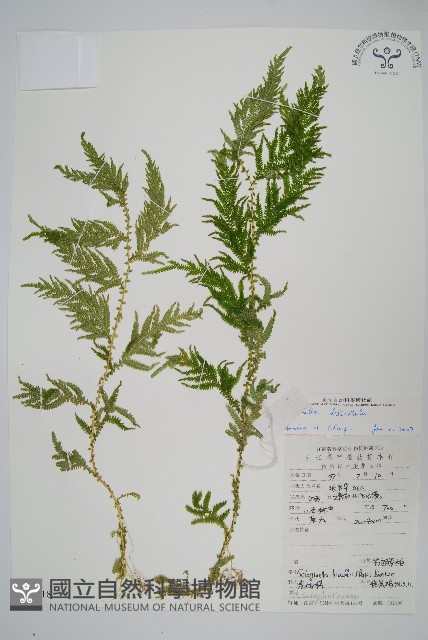全緣卷柏藏品圖，第1張