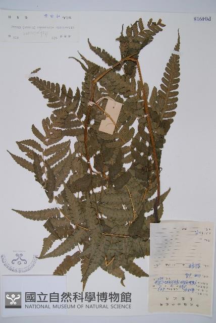 淡綠短腸蕨藏品圖，第1張