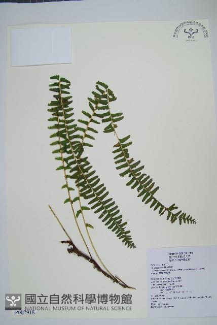 攀緣鱗始蕨藏品圖，第1張