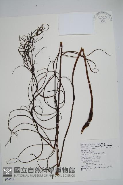 台灣瘤足蕨藏品圖，第1張