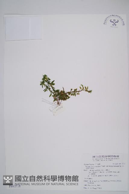 長柄千層塔藏品圖，第1張