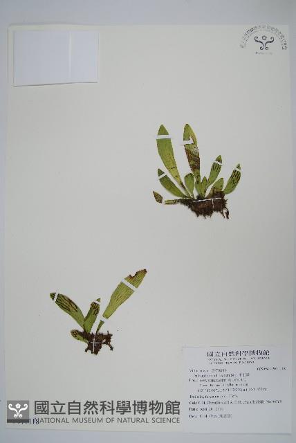 車前蕨藏品圖，第1張