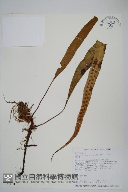 粵瓦葦藏品圖，第1張