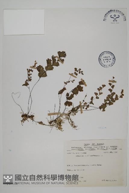 鐵線蕨藏品圖，第1張