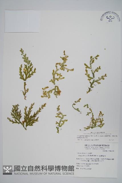 Accession Number:P006718 Collection Image, Figure 1, Total 2 Figures