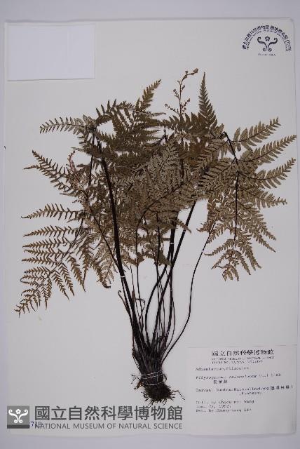 Silver fern Collection Image, Figure 1, Total 5 Figures