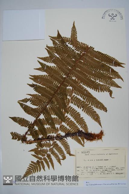 登錄號:P012718藏品圖，第1張