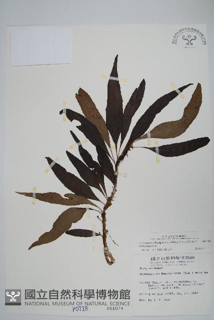 波氏星蕨藏品圖，第1張