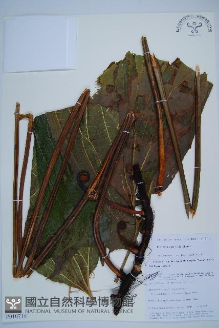 雙扇蕨藏品圖，第1張