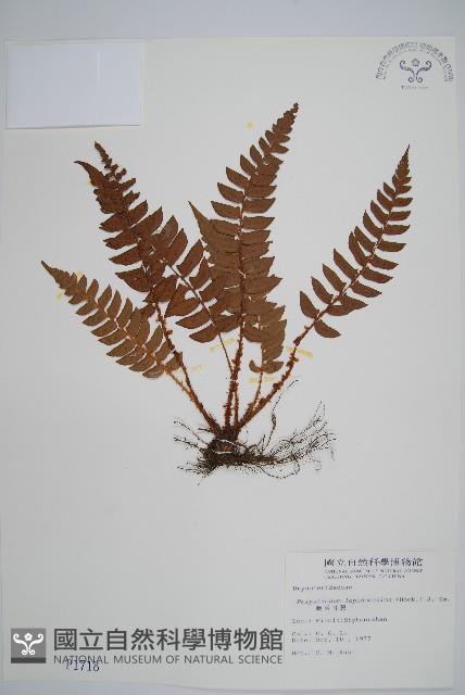 鞭葉耳蕨藏品圖，第1張