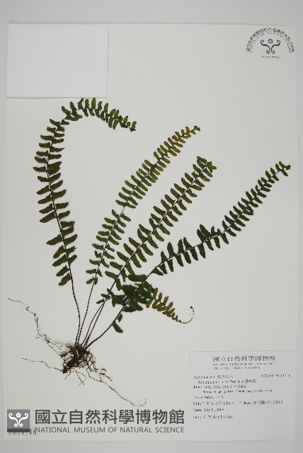 生芽鐵角蕨藏品圖，第1張