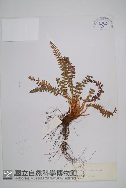 玉龍蕨藏品圖，第1張