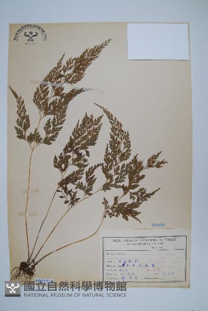 日本金粉蕨藏品圖，第1張