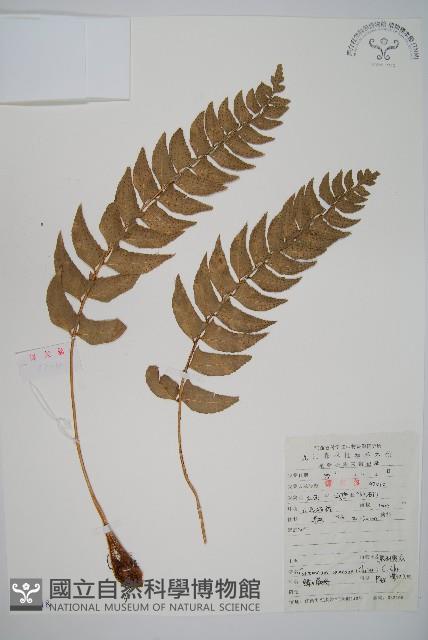 鐮羽貫眾藏品圖，第1張