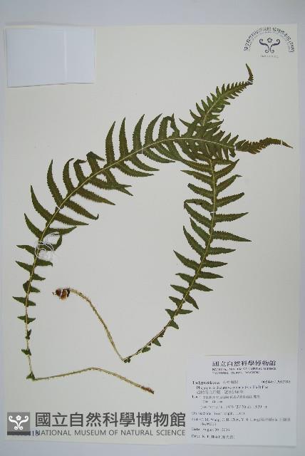 翅軸假金星蕨、短柄卵果蕨藏品圖，第1張