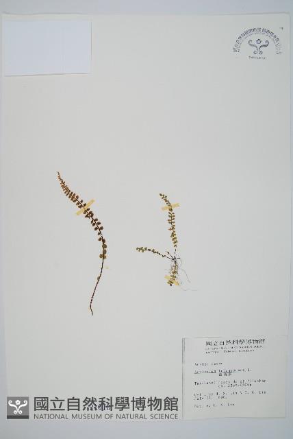 鐵角蕨藏品圖，第1張