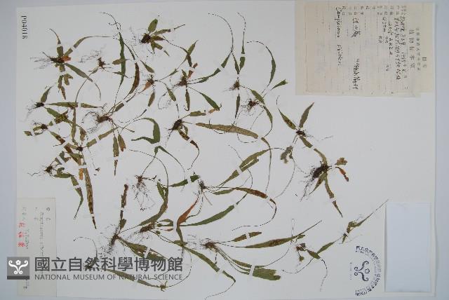 過山蕨藏品圖，第1張