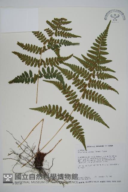 阿里山蹄蓋蕨藏品圖，第1張
