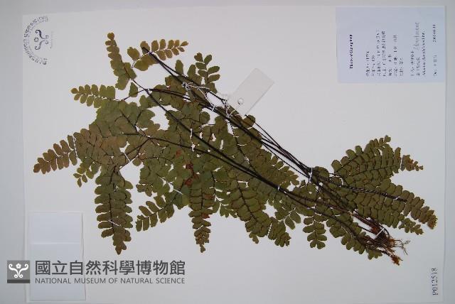 扇葉鐵線蕨藏品圖，第1張