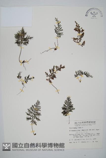 線片長筒蕨藏品圖，第1張