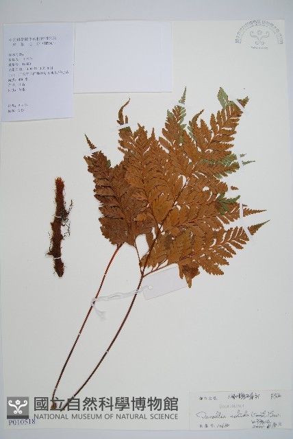 闊葉骨碎補藏品圖，第1張