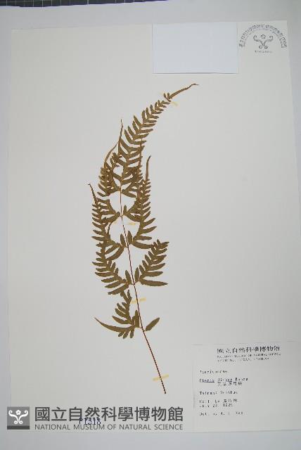 天草鳳尾蕨藏品圖，第1張