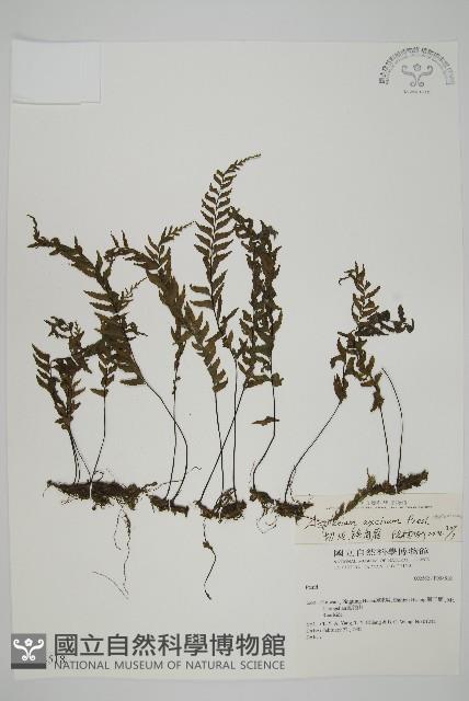 剪葉鐵角蕨藏品圖，第1張