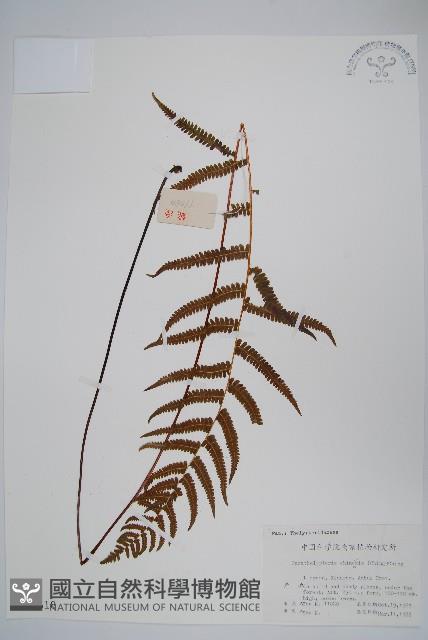 中華金星蕨藏品圖，第1張