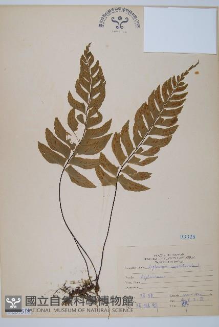 單邊鐵角蕨藏品圖，第1張