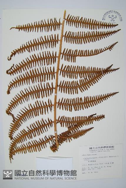 中華裡白藏品圖，第1張