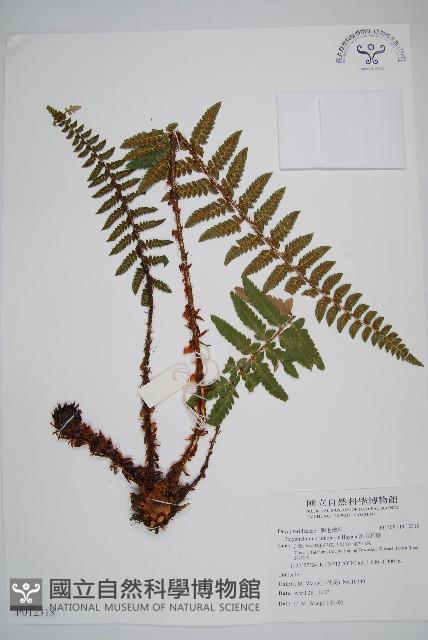 鋸葉耳蕨藏品圖，第1張