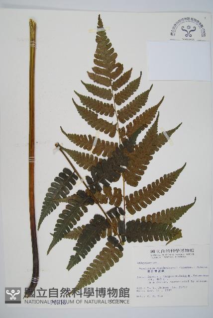 德氏雙蓋蕨藏品圖，第1張