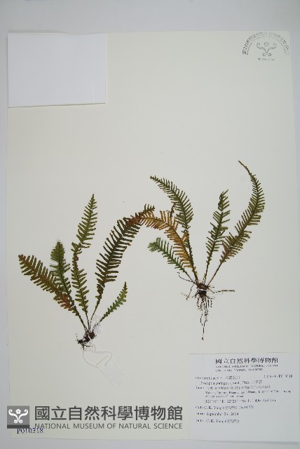 穴子蕨藏品圖，第1張