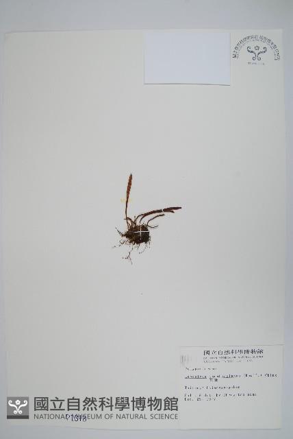 瓦葦藏品圖，第1張