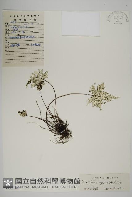 銀粉背蕨藏品圖，第1張