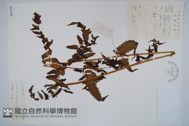 菜蕨藏品圖，第1張