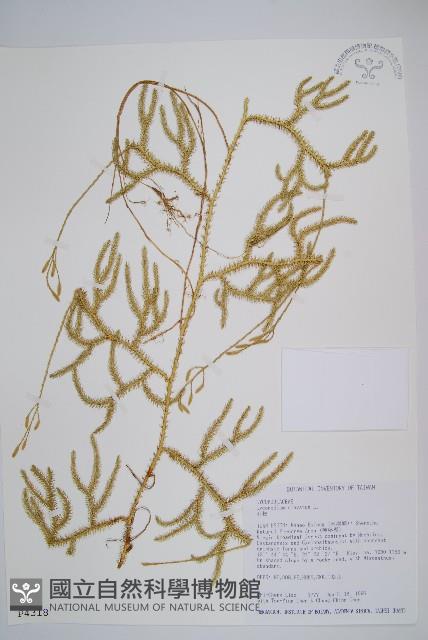 石松藏品圖，第1張