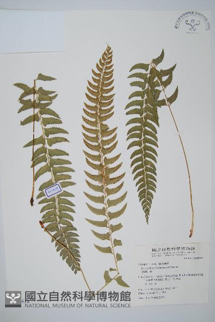 臺灣耳蕨藏品圖，第1張