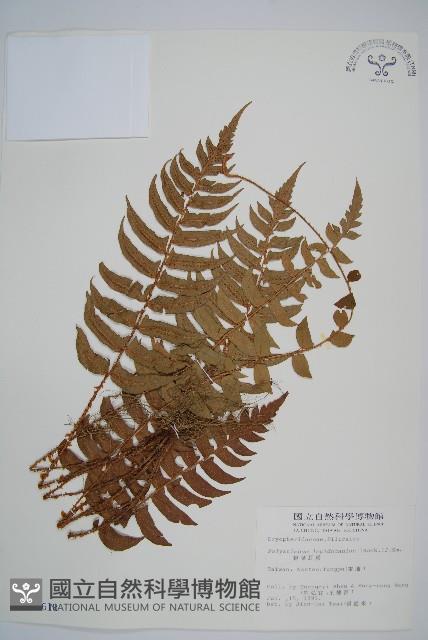 鞭葉耳蕨藏品圖，第1張