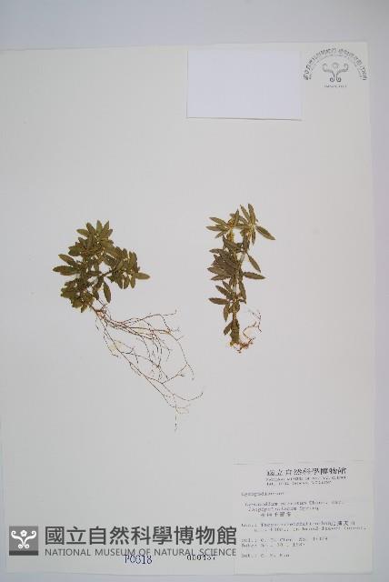 長柄千層塔藏品圖，第1張