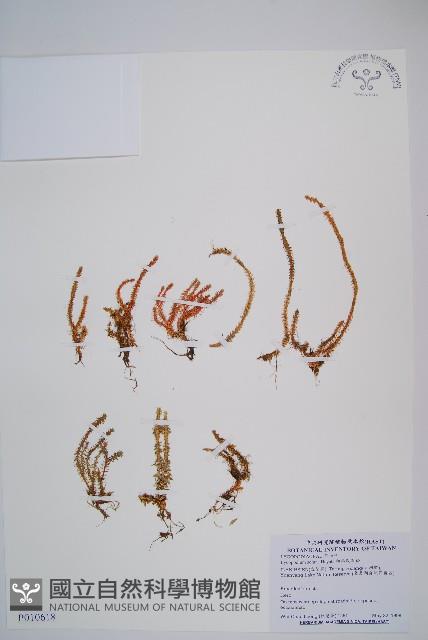 相馬氏石松藏品圖，第1張