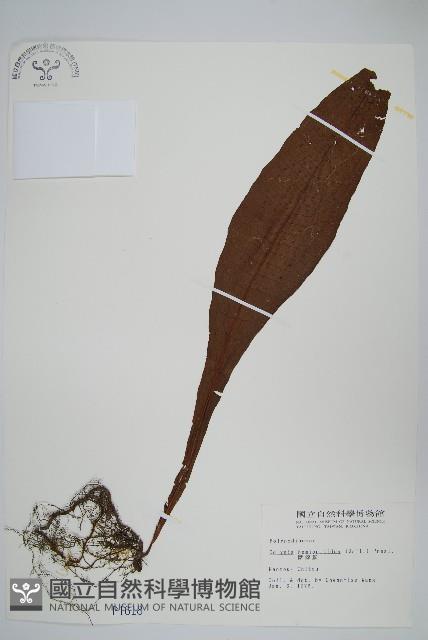 斷線蕨藏品圖，第1張