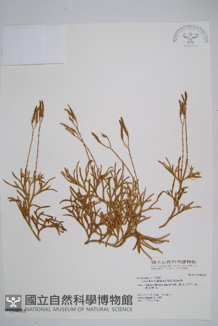 偉氏石松藏品圖，第1張