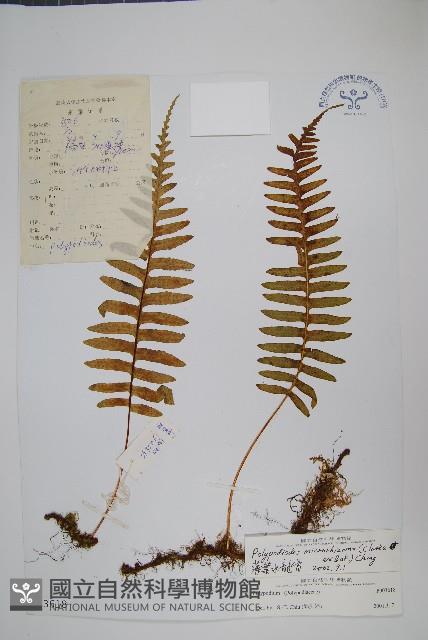 薄葉水龍骨藏品圖，第1張