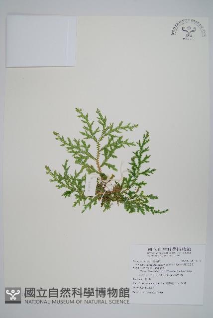 高雄卷柏藏品圖，第1張