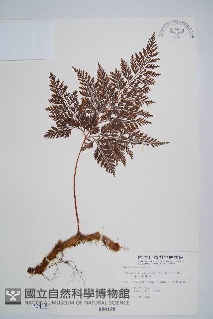 海州骨碎補藏品圖，第1張