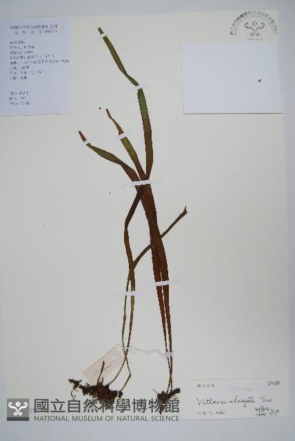 唇邊書帶蕨藏品圖，第1張