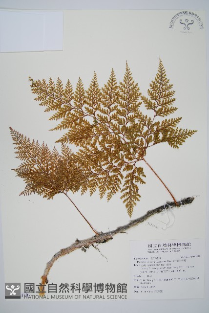 海州骨碎補藏品圖，第1張