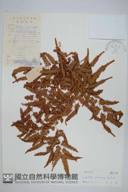 曲軸海金沙藏品圖，第1張